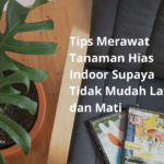 Tips Merawat Tanaman Hias Indoor di Ruangan Ber-AC agar Tidak Layu